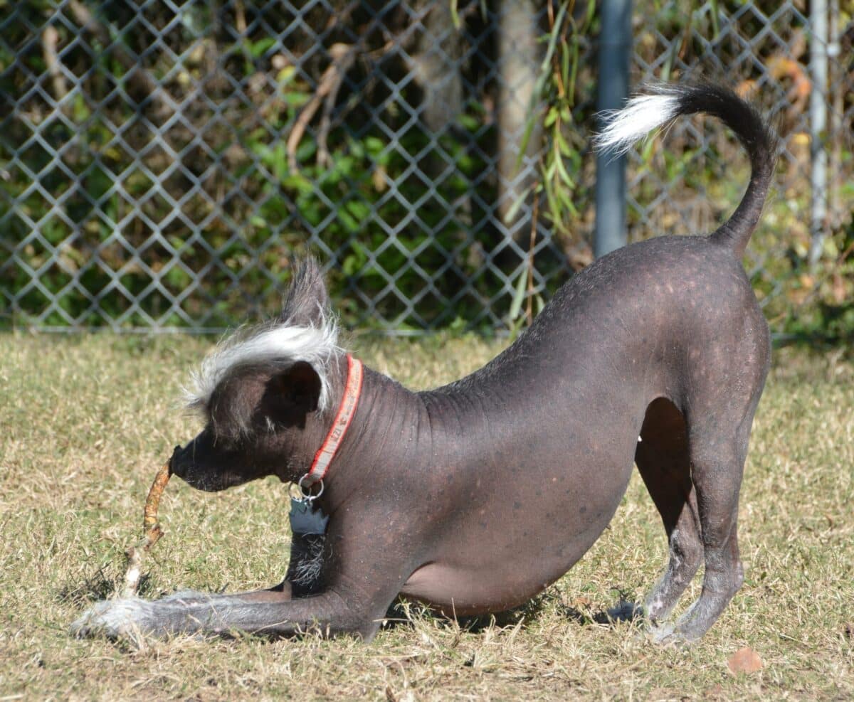 Les chiens sans poils sont des créatures uniques et fascinantes. Ils sont connus pour leur peau douce et soyeuse, leur manque de fourrure et leur personnalité affectueuse. Leur beauté singulière, leurs caractéristiques distinctives et leur histoire intrigante en font des compagnons exceptionnels pour ceux qui les adoptent. Il existe de nombreuses races de chiens sans poils, chacune avec ses propres caractéristiques distinctives. Voici quatre des races les plus populaires 1. Chien Chinois à crête Le Chien Chinois à Crête est une race ancienne originaire de Chine. Il est célèbre pour sa crête de poils sur la tête, qui contraste avec le reste de son corps sans poils. Ces chiens sont connus pour leur personnalité vive et enjouée. Ils sont également très intelligents et faciles à entraîner. Leur apparence unique en fait des chiens très appréciés des amateurs de races rares. 2. Xoloitzcuintli (chien mexicain sans poils) Le Xoloitzcuintli, également connu sous le nom de Xolo, est une race mexicaine ancienne. Ces chiens sans poil sont considérés comme sacrés par les anciennes civilisations aztèques. Ils sont réputés pour leur loyauté et leur attachement profond envers leur famille. Les Xolos sont également très agiles et athlétiques, ce qui en fait d'excellents compagnons pour les activités en plein air. 3. Le Peruvian Inca Orchid Le Peruvian Inca Orchid est une race originaire du Pérou. Ces chiens sans poils sont connus pour leur élégance et leur grâce. Ils sont souvent utilisés comme chiens de thérapie en raison de leur nature calme et apaisante. Les Peruvian Inca Orchids sont également très sociables et s'entendent bien avec les enfants et les autres animaux de compagnie. Leur peau sans poils nécessite cependant une attention particulière pour éviter les coups de soleil et les irritations. 4. Sphynx Le Sphynx est une race de chiens sans poils originaire du Canada. Il a fait sa première apparition dans les années 1960. Les Sphynx sont de taille petite à moyenne, avec un corps long et fin. Ils ont une tête large et des yeux en amande. Leur peau est douce et soyeuse, et elle peut être de n'importe quelle couleur ou combinaison de couleurs. Les Sphynx sont des chiens affectueux et intelligents. Ils sont généralement bons avec les enfants et les autres animaux. Ils sont également relativement faciles à dresser. Ces quatre races de chiens sans poils ne sont pas seulement magnifiques, mais elles ont également des personnalités charmantes et uniques. Leur histoire riche et leur apparence distinctive les rendent particulièrement intéressantes. Si vous envisagez d'adopter un chien sans poils, prenez le temps de vous renseigner sur ces races pour trouver celle qui correspond le mieux à votre style de vie. Référez-vous vers des refuges ou des éleveurs responsables. Les chiens sans poils, comme toutes les races, méritent un foyer aimant et attentionné. En adoptant un de ces compagnons exceptionnels, vous découvrirez une relation inestimable et une amitié durable. De plus, il est important de noter que les chiens sans poils nécessitent des soins spécifiques en raison de leur peau délicate. Assurez-vous de prendre des précautions pour protéger leur peau des éléments et du soleil, et assurez-vous de les baigner régulièrement pour maintenir leur peau en bonne santé. 