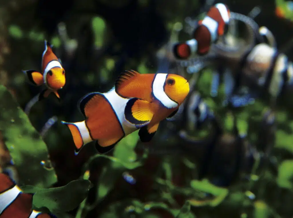 Un poisson dans le grand aquarium