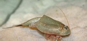 impact de la pollution sur les triops