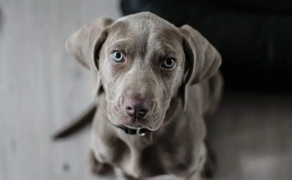 Chiot mignon qui veut se faire adopter